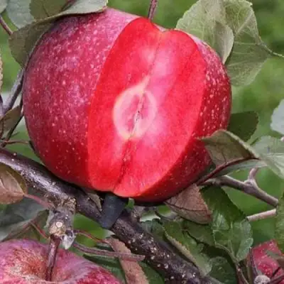 Яблоня РЕД КЕТТИ в Гродно