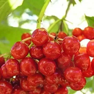 Калина КИЕВСКАЯ САДОВАЯ в Гродно