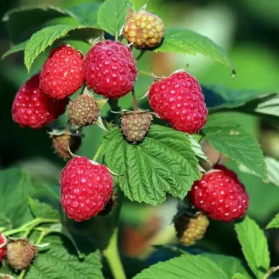 Малиновое дерево СКАЗКА в Гродно