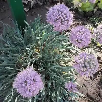 Лук СПИРАЛИС горный в Гродно