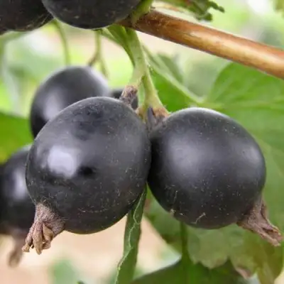 ЙОШТА в Гродно