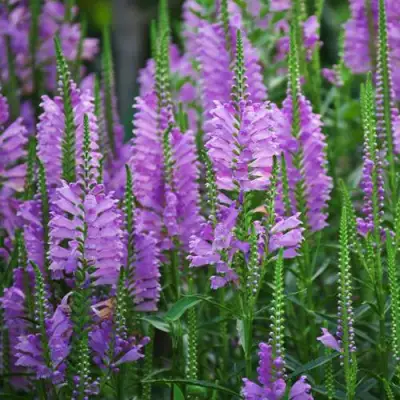 Физостегия РОЗЕЯ виргинская в Гродно