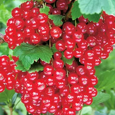 Смородина красная РУДНЕУС в Гродно