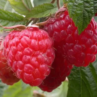 Малина ПИНГВИН в Гродно