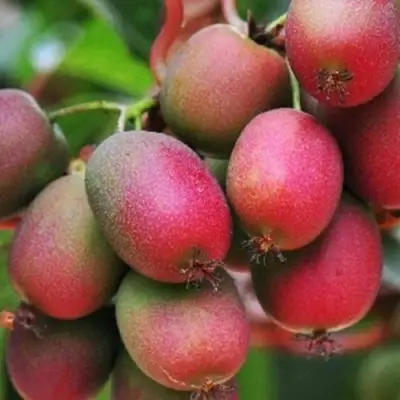 Актинидия ВЕЙКИ аргута в Гродно