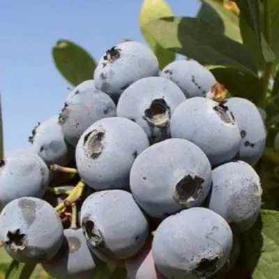Голубика ЦУКЕР ТРАУБЕ в Гродно