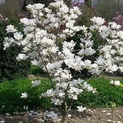 Магнолия АЛЬБА СУПЕРБА в Гродно