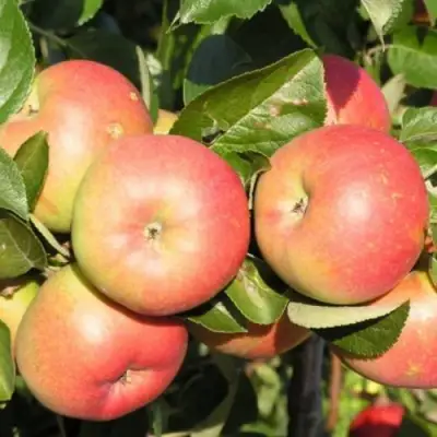 Яблоня РЕДКРАФТ в Гродно