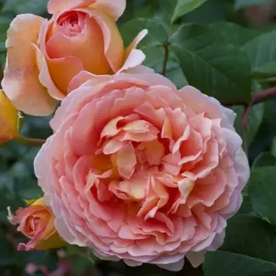 Роза АБРАХАМ ДЕРБИ английская в Гродно