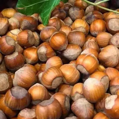 Фундук ТОНДА ДЖИФФОНИ в Гродно