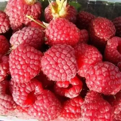 Малина ПОЛЕСЬЕ в Гродно