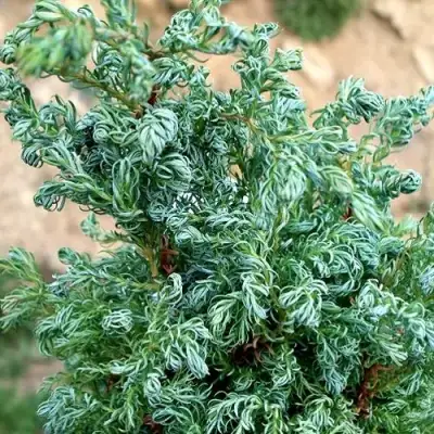 Кипарисовик БЕБИ БЛЮ горохоплодный в Гродно