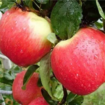 Яблоня ЖЕНЕВА (ЖЕНЕВА ЭРЛИ) в Гродно