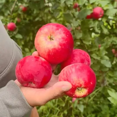 Яблоня АКСЕНА в Гродно
