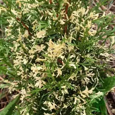 Туя БРАБАНТ ВАРИЕГАТТА западная в Гродно