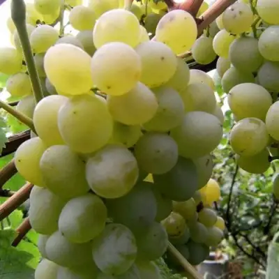 Виноград ТАЛИСМАН в Гродно