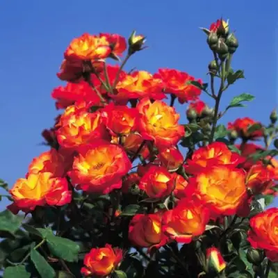 Роза ТАЙФУН спрей в Гродно