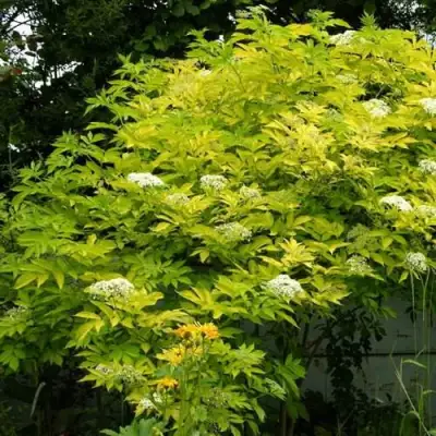 Бузина черная АУРЕА в Гродно