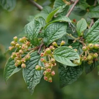 Кизильник пузырчатый в Гродно