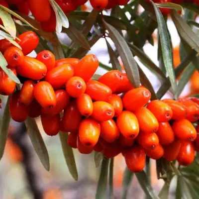 Облепиха ДЖЕМОВАЯ в Гродно