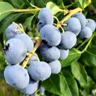 Голубика БЛЮДЖЕЙ в Гродно