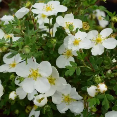 Лапчатка АББОТСВУД кустарниковая в Гродно