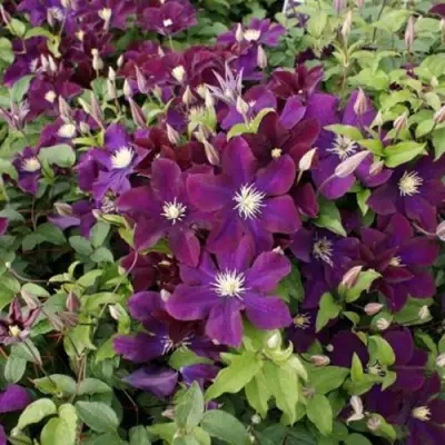 Клематис ГЕРОИ ВАРШАВЫ в Гродно