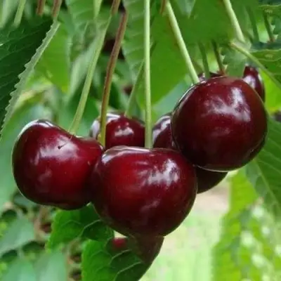 Вишня ЖАДАНА в Гродно