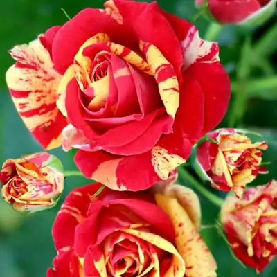 Роза ФАЙЕР ФЛЕШ спрей в Гродно