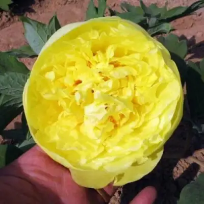 Пион ЗОЛОТО ПОДНЕБЕСНОЙ древовидный в Гродно