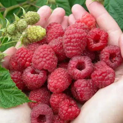 Малина МОЛЛИНГ ДЖУНО в Гродно