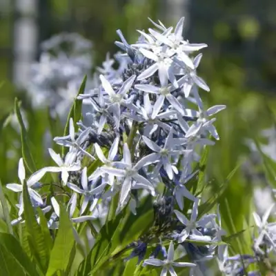 Амсония ТАБЕРНЕМОНТАНА в Гродно