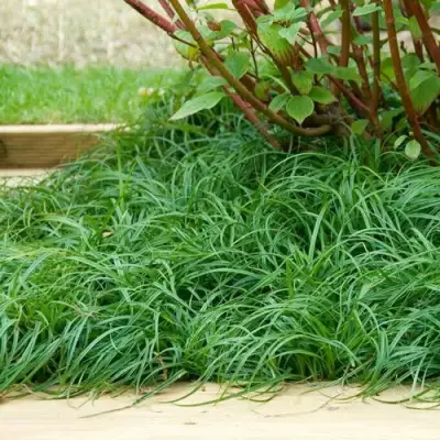 Осока БИТЛЗ в Гродно