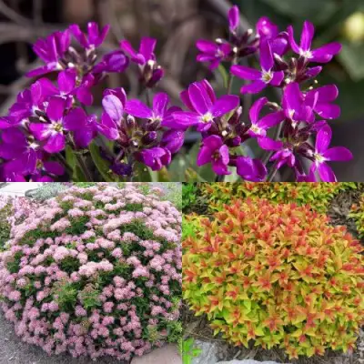 Комплект ЯПОНСКИЙ САД в Гродно