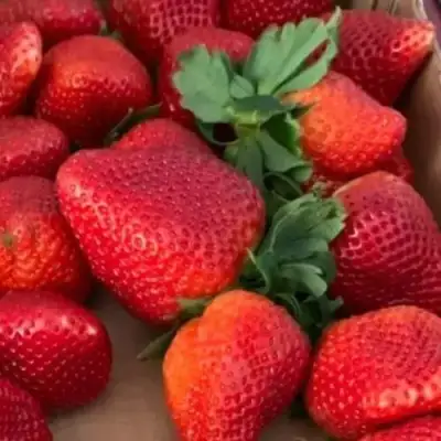 Клубника МОНТЕРЕЙ ремонтантная в Гродно