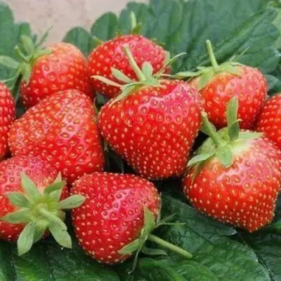 Клубника ЭЛЬСАНТА в Гродно