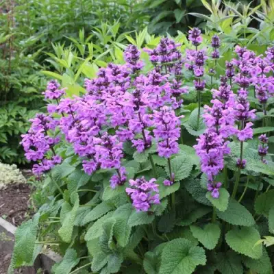 Буквица крупноцветковая в Гродно