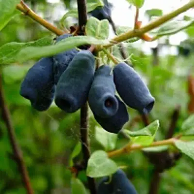 Жимолость съедобная ВОЛХОВА в Гродно