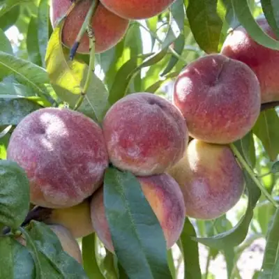 Персик ЗАРМЕНЮ в Гродно