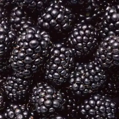 Ежевика ОРКАН бесшипная  в Гродно