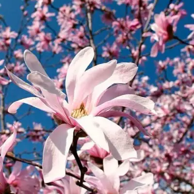 Магнолия РОЗЕЯ в Гродно