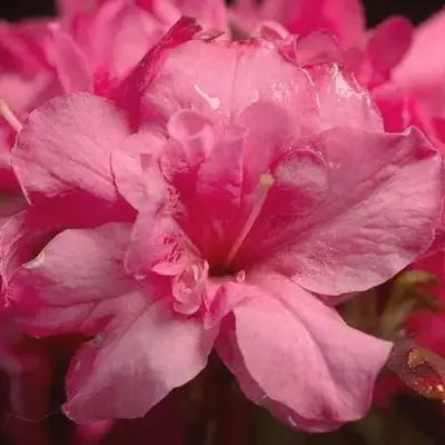 Азалия РОКОКО японская в Гродно