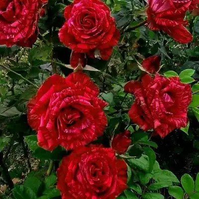 Роза РЕД ИНТУИШН чайно-гибридная в Гродно