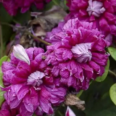 Клематис ПУРПУРЕА ПЛЕНА ЭЛЕГАНС в Гродно