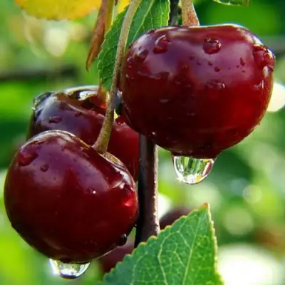 Вишня ЛАСУХА в Гродно