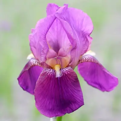 Ирис ИМПЕРАТОР бородатый в Гродно