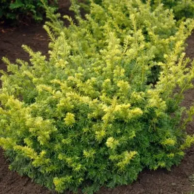 Тис ЭЛЕГАНТИССИМА ягодный в Гродно