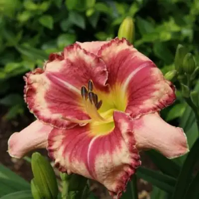 Лилейник АУТСТАНДИНГ гибридный в Гродно