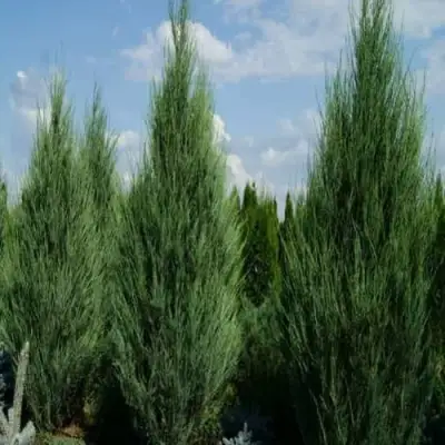 Можжевельник СКАЙРОКЕТ  скальный в Гродно