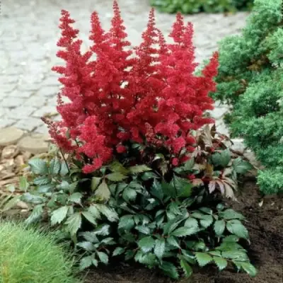 Астильба МОНТГОМЕРИ японская в Гродно